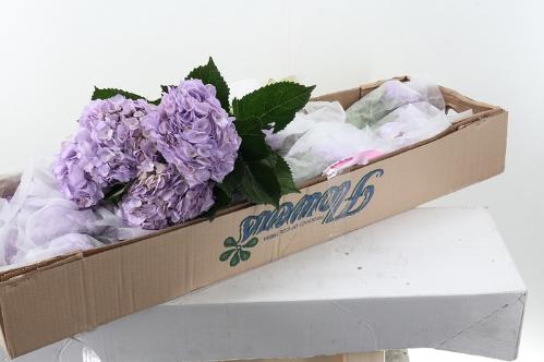 Hydrangea overig