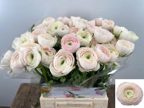 Ranunculus asiaticus Succes Hanoi