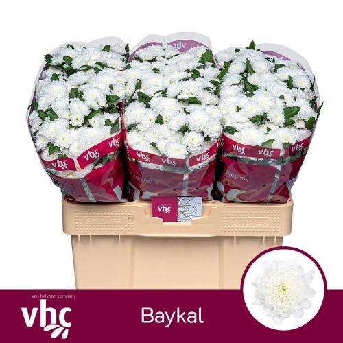 Chrysanthemum (Indicum Grp) tros santini Baikal