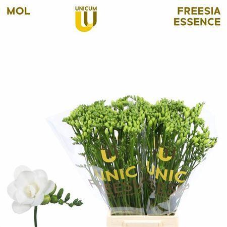 Freesia dubbel Essence