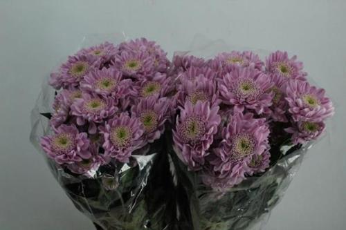 Chrysanthemum Indicum Grp tros kas Optimist