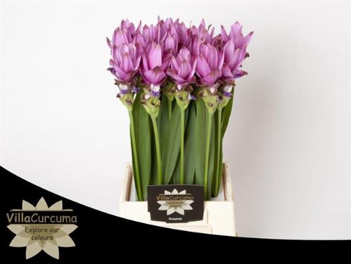 Curcuma alismatifolia Siam Supreme