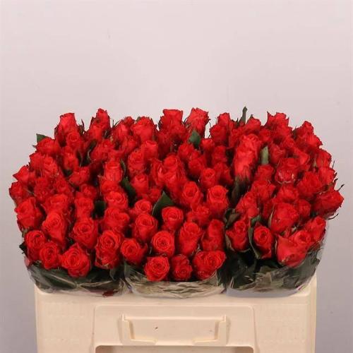 Rosa grootbloemig Bright Torch