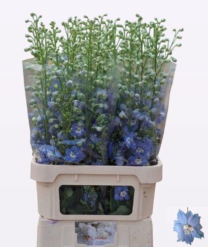 Delphinium Elatum Grp dubbelbloemig  'Aurora Light Blue'