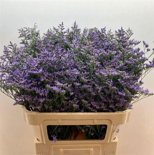 Limonium Maine Blue