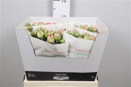 Rosa tros Charming Piano
