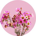 Chamelaucium