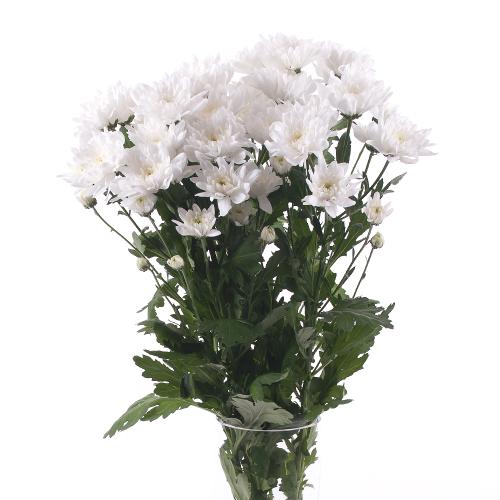 Chryzantéma biela rez