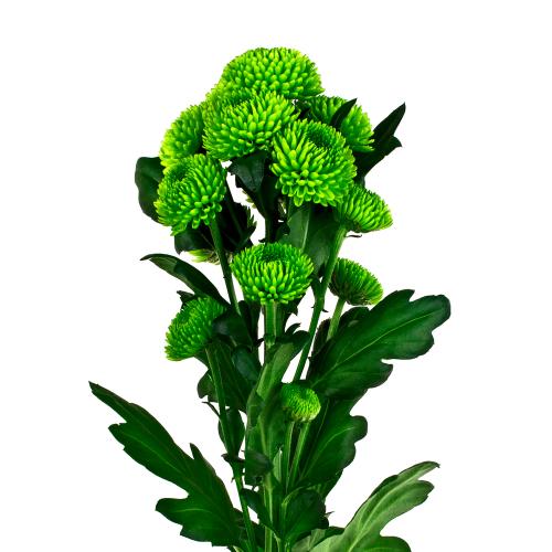 Chryzantema santina zelena rez