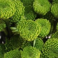 Chryzantema zelena rez