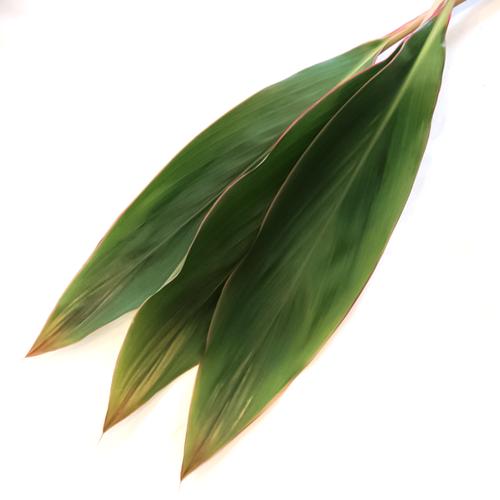 Cordyline list zel. 10/zv.