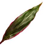 cordyline-list-zel.jpg