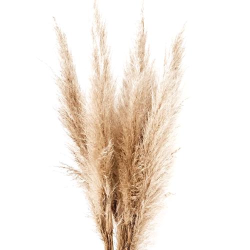 Cortaderia tráva