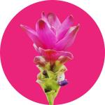 Curcuma