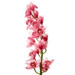 cymbidium-bordove-rez.jpg