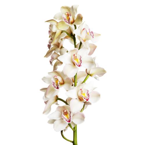 Cymbidium premium biele rez