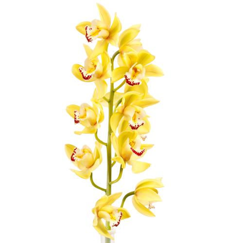 Cymbidium premium žlté rez
