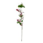 cymbidium-stopkove-8-kvetov-1.jpg