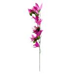 cymbidium-stopkove-8-kvetov.jpg