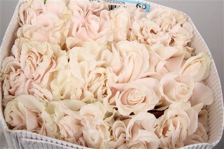 Rosa grootbloemig overig