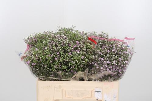 Gypsophila paniculata 'My Pink'