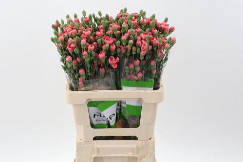 Dianthus tros Miss Trendy