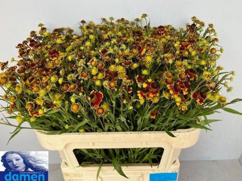 Helenium 'Zonnedam'