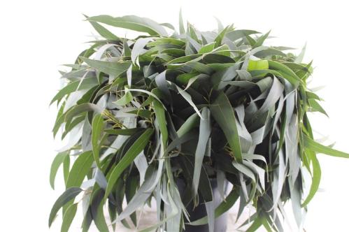 Eucalyptus overig blad