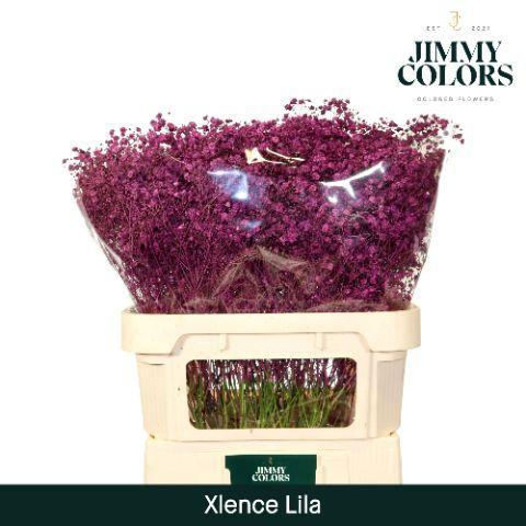 Gypsophila overig kleurbehandeld H%