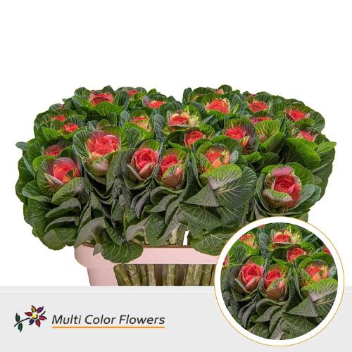 Brassica oleracea kleurbehandeld H%