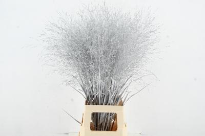 Siergras kleurbehandeld H%