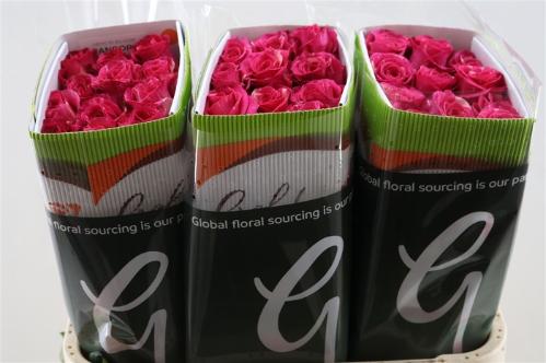 Rosa grootbloemig overig