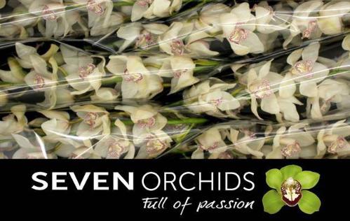 Cymbidium grootbloemig per tak 'Mrs. Sugar Lee'