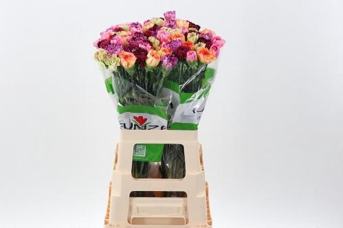 Dianthus standaard gemengd in bos