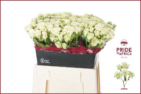 Rosa tros Snowflake