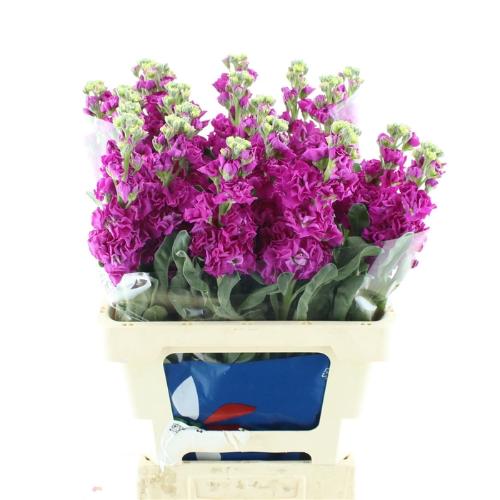 Matthiola incana 'Iron Pink'