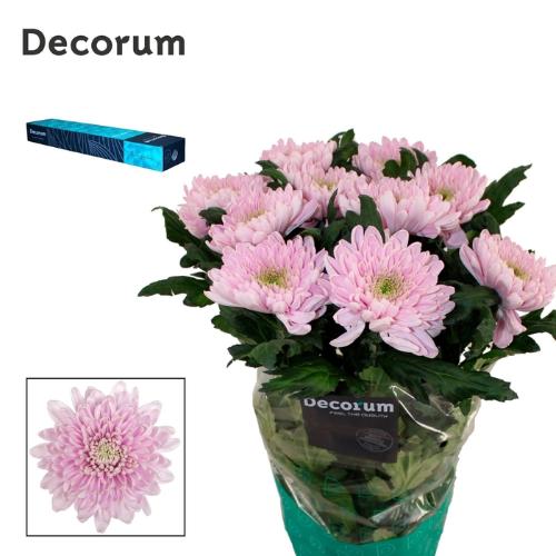 Chrysanthemum Indicum Grp geplozen kas Rossano