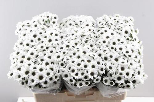 Chrysanthemum Indicum Grp tros santini Yin Yang