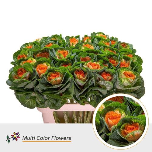 Brassica oleracea kleurbehandeld H%