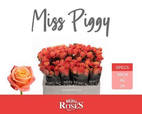 Rosa grootbloemig Miss Piggy+