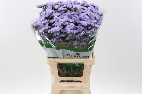 Limonium sinuatum 'Blue Birds'