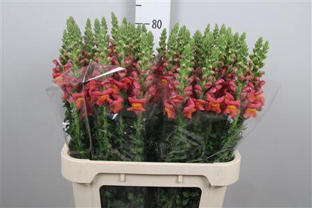 Antirrhinum majus 'Potomac Dark Orange'