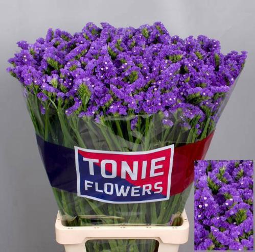 Limonium sinuatum 'Crystal Dark Blue'