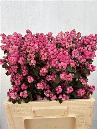 Symphoricarpos (Pink Berry Grp) Magical Ruby Falls