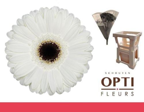 Gerbera grootbloemig 'White House'