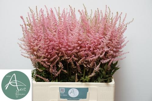 Astilbe Arendsii Grp 'Erika'