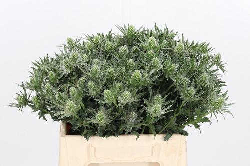 Eryngium Sirius Questar