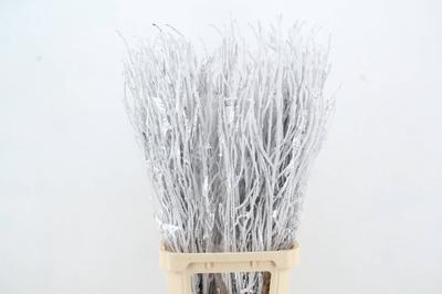 Betula per bos kleurbehandeld