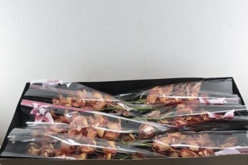 Cymbidium grootbloemig per tak 'Oranje Holland'