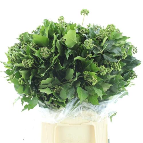 Hedera sp. (bes) per bos